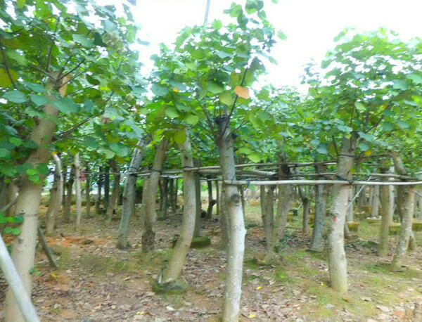 黄槿